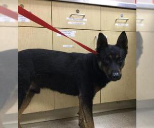 German Shepherd Dog-Unknown Mix Dogs for adoption in Riverside, CA, USA