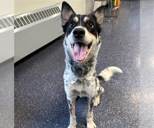 Mutt Dogs for adoption in Anchorage, AK, USA