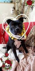 American Staffordshire Terrier-Unknown Mix Dogs for adoption in San Pedro, CA, USA