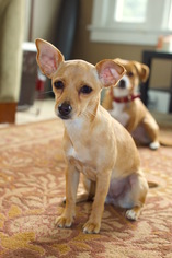Italian Greyhuahua Dogs for adoption in Arlington, WA, USA