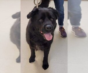 Mutt Dogs for adoption in Gibbstown, NJ, USA