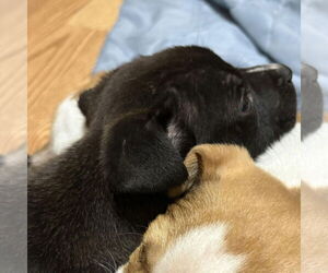 Labrador Retriever-Unknown Mix Dogs for adoption in Spring Lake, NC, USA