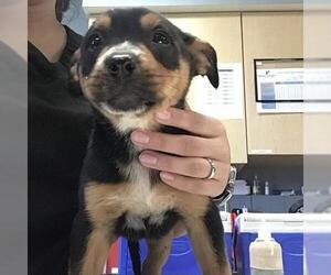 German Shepherd Dog Dogs for adoption in Riverside, CA, USA