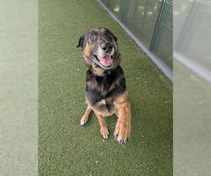 German Shepherd Dog Dogs for adoption in San Martin, CA, USA