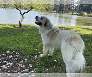 Great Pyrenees Dogs for adoption in Menifee, CA, USA
