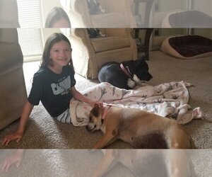 Puggle Dogs for adoption in  Ramona, CA, USA