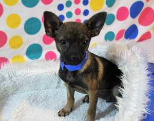 Medium Photo #1 Chipin Puppy For Sale in Sylmar, CA, USA