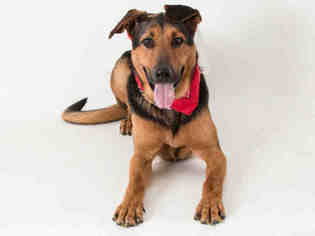 German Shepherd Dog-Redbone Coonhound Mix Dogs for adoption in South Lake Tahoe, CA, USA