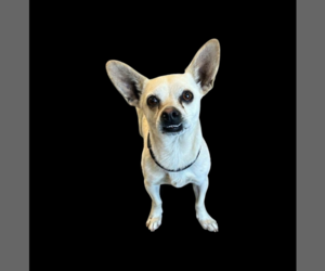 Chihuahua-Unknown Mix Dogs for adoption in Vail, AZ, USA