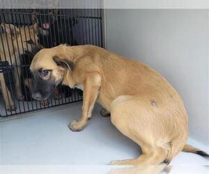 Shepradors Dogs for adoption in Houston, TX, USA