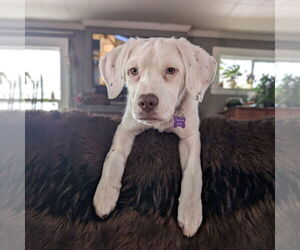 Pointer-Unknown Mix Dogs for adoption in Fargo, ND, USA