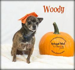 Cocker Spaniel Dogs for adoption in ft lauderdale, FL, USA