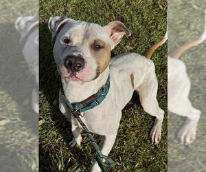 American Staffordshire Terrier Dogs for adoption in Fort Lauderdale, FL, USA
