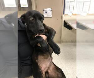 Labrador Retriever-Unknown Mix Dogs for adoption in Conroe, TX, USA