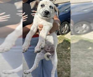 Catahoula Leopard Dog-Unknown Mix Dogs for adoption in Houston, TX, USA