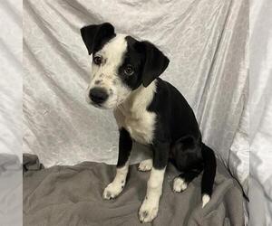 Border Collie-Unknown Mix Dogs for adoption in Modesto, CA, USA