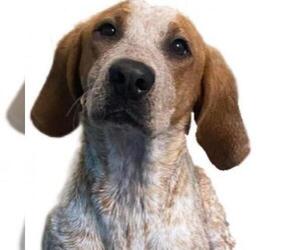 Coonhound Dogs for adoption in Rocky Mount, VA, USA