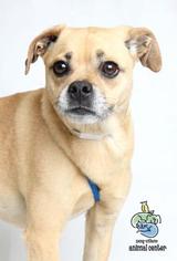 Puggle Dogs for adoption in Knoxville, TN, USA