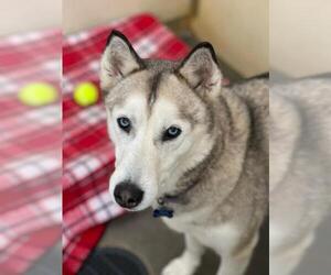 Siberian Husky Dogs for adoption in Park Falls, WI, USA