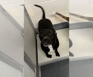 American Pit Bull Terrier Dogs for adoption in Glen Allen, VA, USA