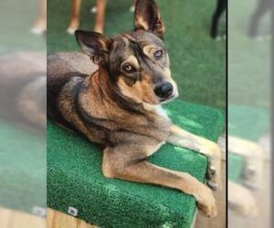 Mutt Dogs for adoption in San Antonio, TX, USA