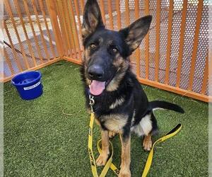 German Shepherd Dog-Unknown Mix Dogs for adoption in Las Vegas, NV, USA