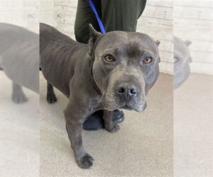 Mutt Dogs for adoption in San Bernardino, CA, USA