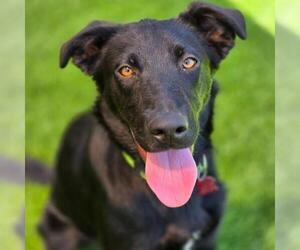 Labrador Retriever-Unknown Mix Dogs for adoption in San Diego, CA, USA