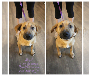 Mutt Dogs for adoption in Jefferson City, TN, USA