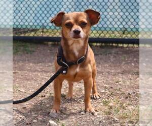 Chihuahua-Unknown Mix Dogs for adoption in San Antonio, TX, USA