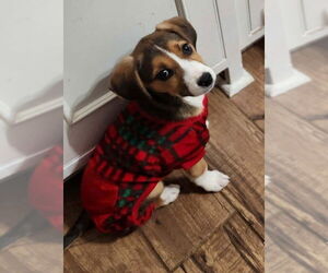 Mutt Dogs for adoption in Fairfax, VA, USA