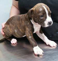 Medium Photo #1 Staffordshire Bull Terrier-Unknown Mix Puppy For Sale in Lawton, OK, USA