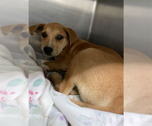 American Staffordshire Terrier-Unknown Mix Dogs for adoption in Waco, TX, USA