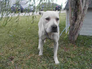 Small Staffordshire Bull Terrier Mix