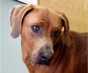 Weimaraner Dogs for adoption in Lovingston, VA, USA