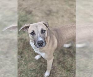Anatolian Shepherd-Unknown Mix Dogs for adoption in Temple, TX, USA