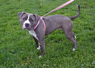 American Pit Bull Terrier-Unknown Mix Dogs for adoption in Akron, OH, USA