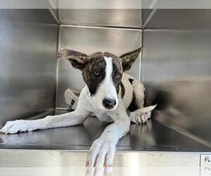 Mutt Dogs for adoption in Visalia, CA, USA