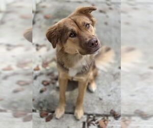 Australian Shepherd-Unknown Mix Dogs for adoption in Woodsfield, OH, USA