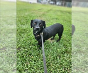 Dachshund Dogs for adoption in Vero Beach, FL, USA