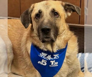 Anatolian Shepherd-Unknown Mix Dogs for adoption in Canton, CT, USA