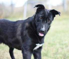 Borador Dogs for adoption in Dodson, MT, USA