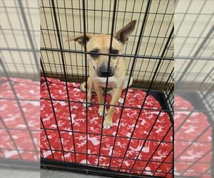 Black Mouth Cur-Unknown Mix Dogs for adoption in Texas City, TX, USA
