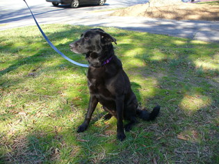 Labrador Retriever Dogs for adoption in Concord, NC, USA