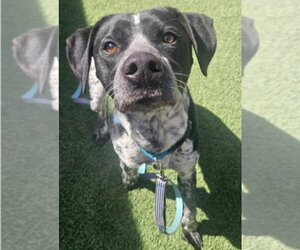 Pointer-Unknown Mix Dogs for adoption in Lakewood, CO, USA