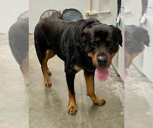 Rottweiler Dogs for adoption in Rosenberg, TX, USA