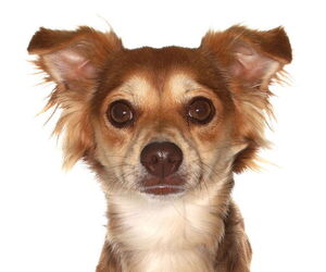 Chiweenie Dogs for adoption in Oakland Park, FL, USA