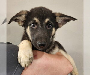 Mutt Dogs for adoption in Walnutport, PA, USA