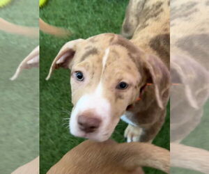 Black and Tan Coonhound-Catahoula Leopard Dog Mix Dogs for adoption in Sanford, FL, USA