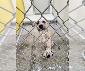 Bulldog-Unknown Mix Dogs for adoption in Temple, TX, USA
